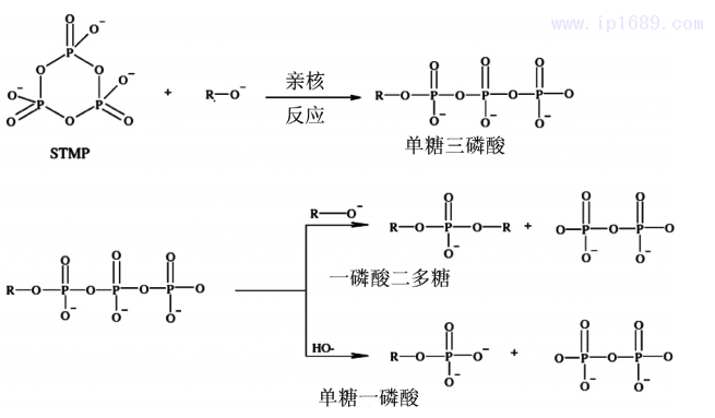 圖 2 淀粉和黃原膠與三甲基磷酸鈉( STMP) 的交聯(lián)反應示意圖［10］2